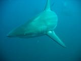 Sudafrica Sara - 24